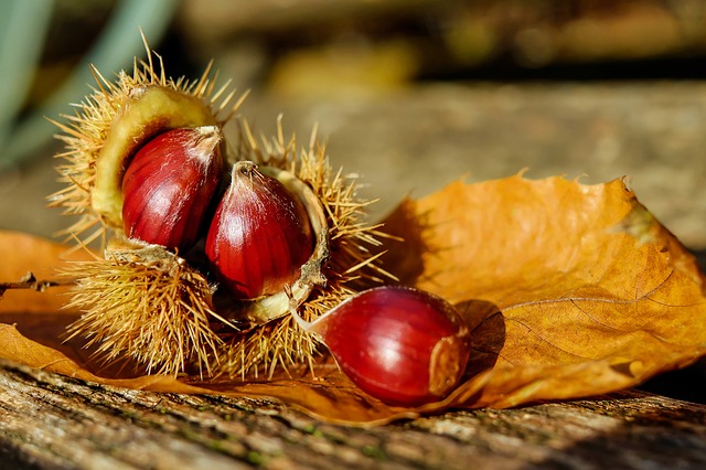 Kastanien Besser Als Waschnüsse? Das Geheimnis Der Rosskastanie!